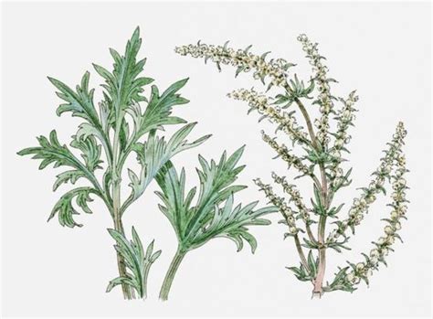  Bylica – A Magical Herb Forged by Wisdom and Sacrifice!