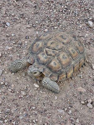  The Kalahari Tortoise Reveals Timeless Wisdom About Patience and Humility!