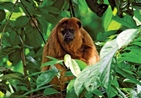  The Story of the Howler Monkey and its Talking Stick - A Colombian Folk Tale Overflowing with Magical Realism and Unexpected Wisdom!