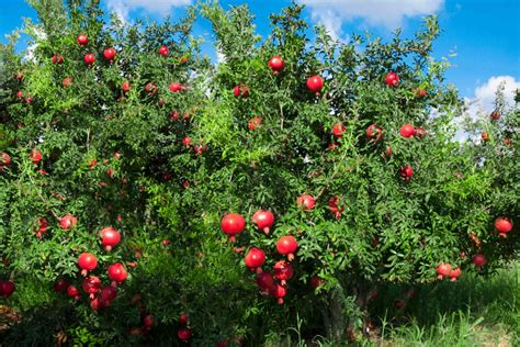 The Weeping Pomegranate Tree: A Story about Love, Loss, and the Supernatural Power of Nature!