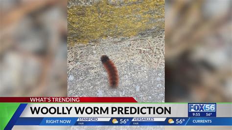  The Woolly Worm: Một Câu Chuyện Ma Quái Về Con Sên Lụa Khổng Lồ Và Nỗi Sợ Hãi