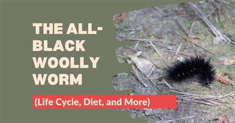  The Woolly Worm: Một Câu Chuyện Phong Ba Về Chàng Trai Phát Hiện Ra Bí Mật Của Quả Bóng Lông