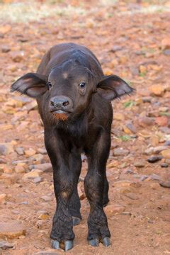 The Yellow Buffalo Calf! A Tale Of Bravery And Unexpected Consequences From 18th Century South Africa